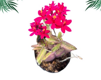 Orchid Epidendrum Radicans - Fire Star Orchid-Five Star-Houseplant- Mother’s Day- Spring - Easter-blooming plant