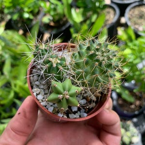Mini Cactus Variety - Unique Assorted Cacti in Small Pot - Easy Care Desert Plants for Succulent Lovers