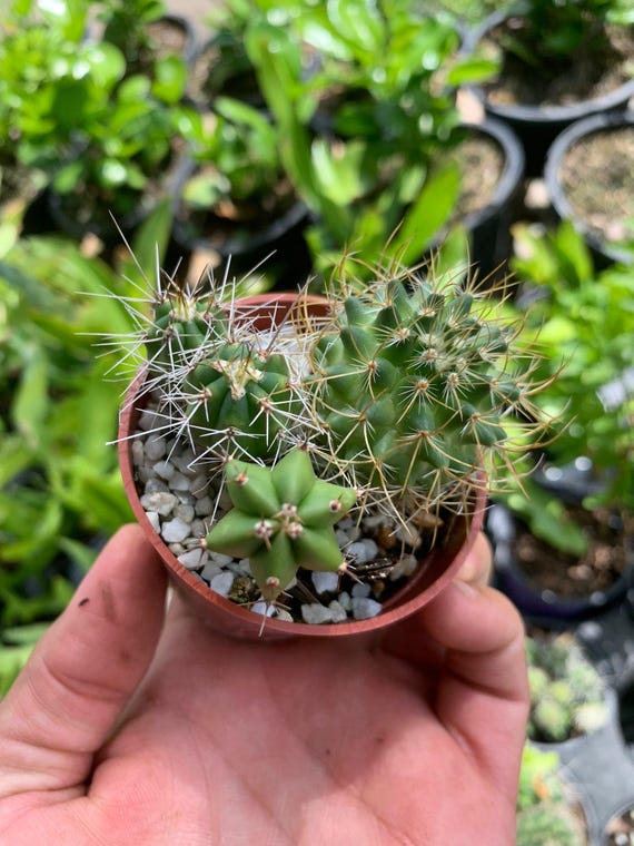 Mini Cactus Variety: Unique Assorted Cacti in Small Pot - Etsy Denmark