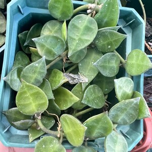 Hoya Lacunosa var. Plant 3 in pot image 3