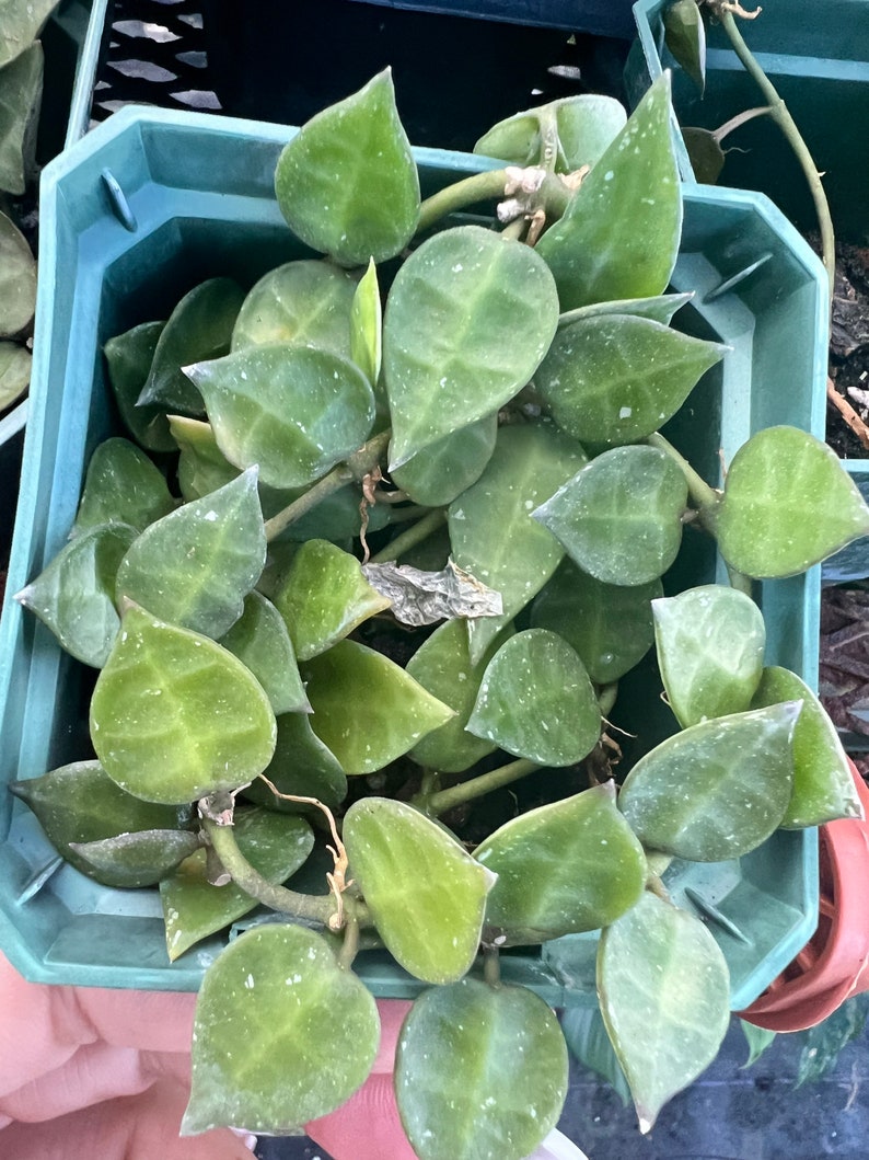 Hoya Lacunosa var. Plant 3 in pot image 3