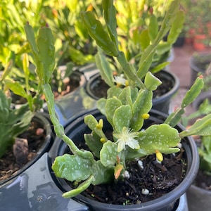May include: A close-up of a potted cactus plant with small white flowers and yellow buds. The plant is in a black plastic pot with dark brown soil.