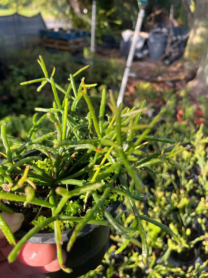 Hatiora salicornioides Dancing Bones Cactus - Thumbnail 4