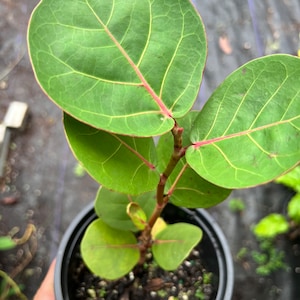 May include: A small green plant with red stems growing in a black plastic pot. The plant has large, round leaves with prominent veins.