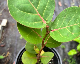 Seagrape Coccoloba uvifera- Live Plant 6in pot full roots plant- Uva Caletta