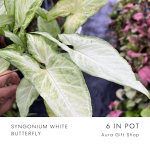 Syngonium White Butterfly 6 en maceta