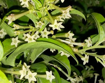 May include: Close-up of a flowering plant with small, star-shaped white flowers and green leaves. The flowers are clustered together on stems, creating a delicate and natural aesthetic. The background is dark.