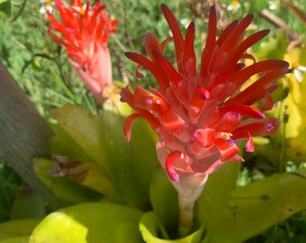 Flaming Torch Bromeliad 1 Live Plant