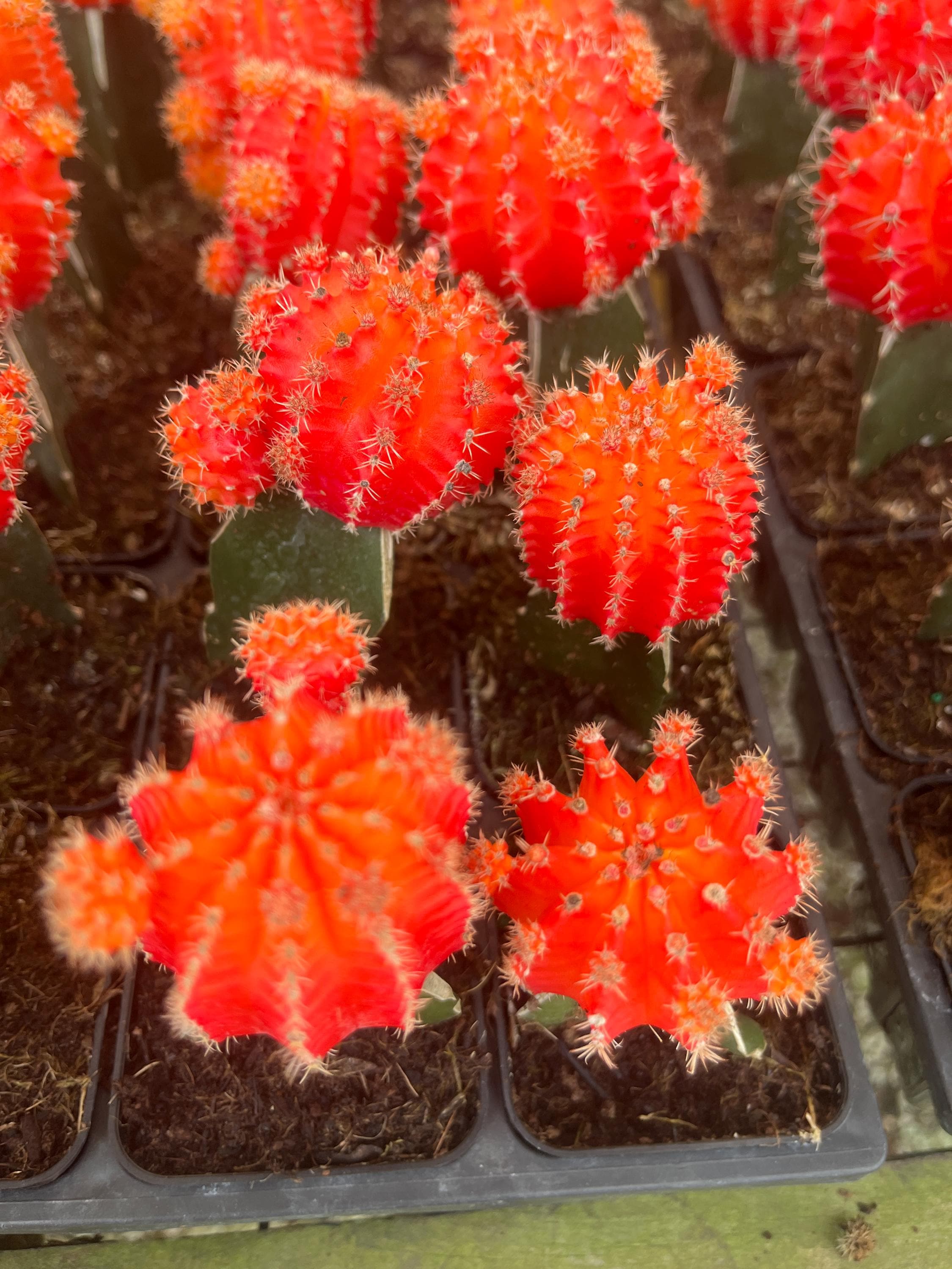 Grafted Moon Cactus: Bright Neon Gymnocalycium in 2