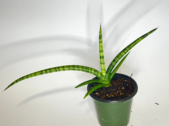 dracaena dragon tree Dragon Tree, Dracaena Marginata | Vancouver Indoor Plant Store