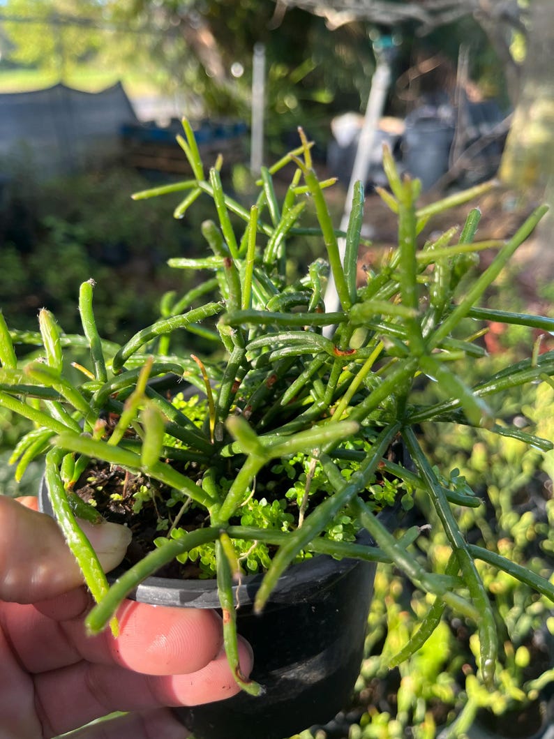 Hatiora salicornioides Dancing Bones Cactus - Thumbnail 2