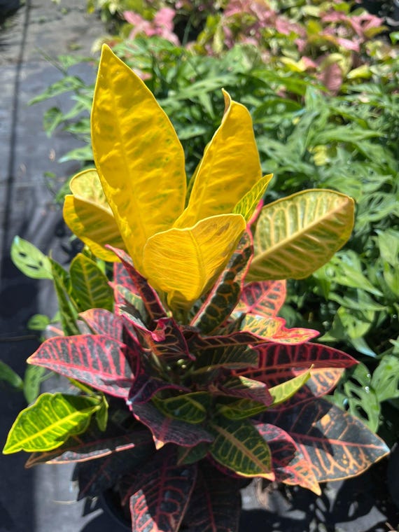 Vibrant Croton Petra Plant - Care Tips & Guide for a Thriving Garden 1 Gal  Size - Etsy