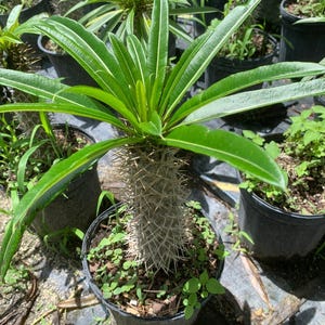 nepenthes plant seeds Nepenthes Plant Seeds for Planting – Heirloom, Non-GMO, Unique, Carniv –  Pure Asia Seeds