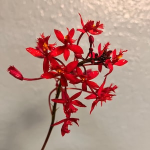 Orchid Epidendrum Radicans Fire Star Orchid-Five Star-Houseplant Mothers Day Spring Easter-blooming plant Red Scarlet image 2