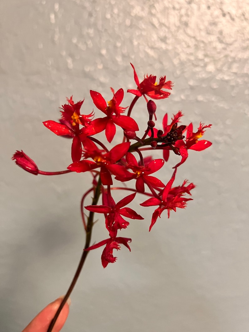 Orchid Epidendrum Radicans Fire Star Orchid-Five Star-Houseplant Mothers Day Spring Easter-blooming plant Red Scarlet image 2