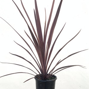 Red Dragon Aloe - Etsy