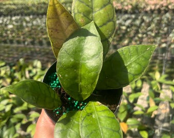 Hoya callistophylla – Live Plant | Rare Collector’s  with Dark Veins | Easy Care Indoor Plant | Tropical Wax