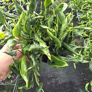 May include: A close-up of a potted plant with vibrant green and yellow variegated leaves. The plant has long, pointed leaves with a unique pattern. The plant is in a black pot, and other plants are visible in the background.