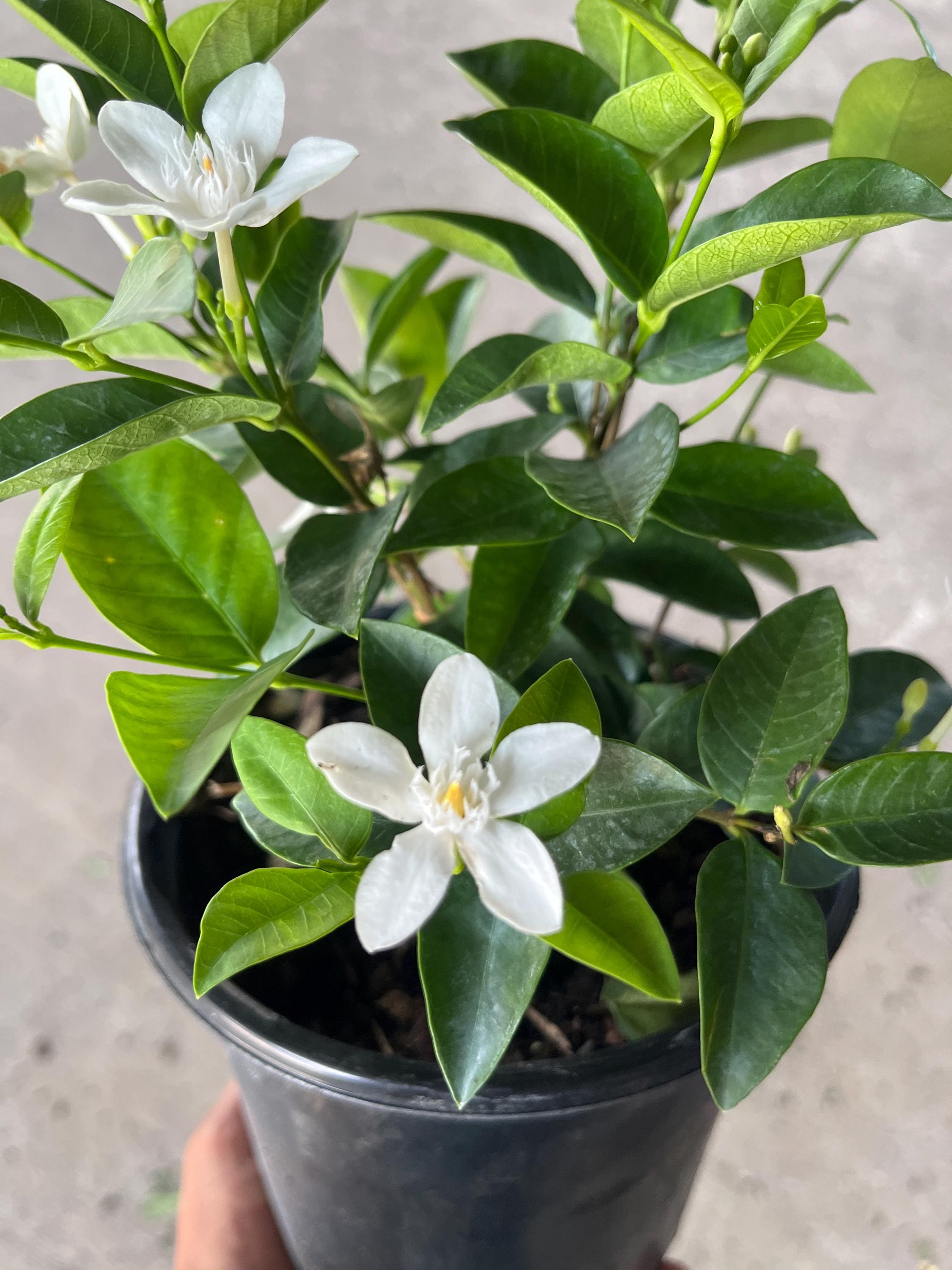 Pink Jasmine Plants for Sale - Etsy