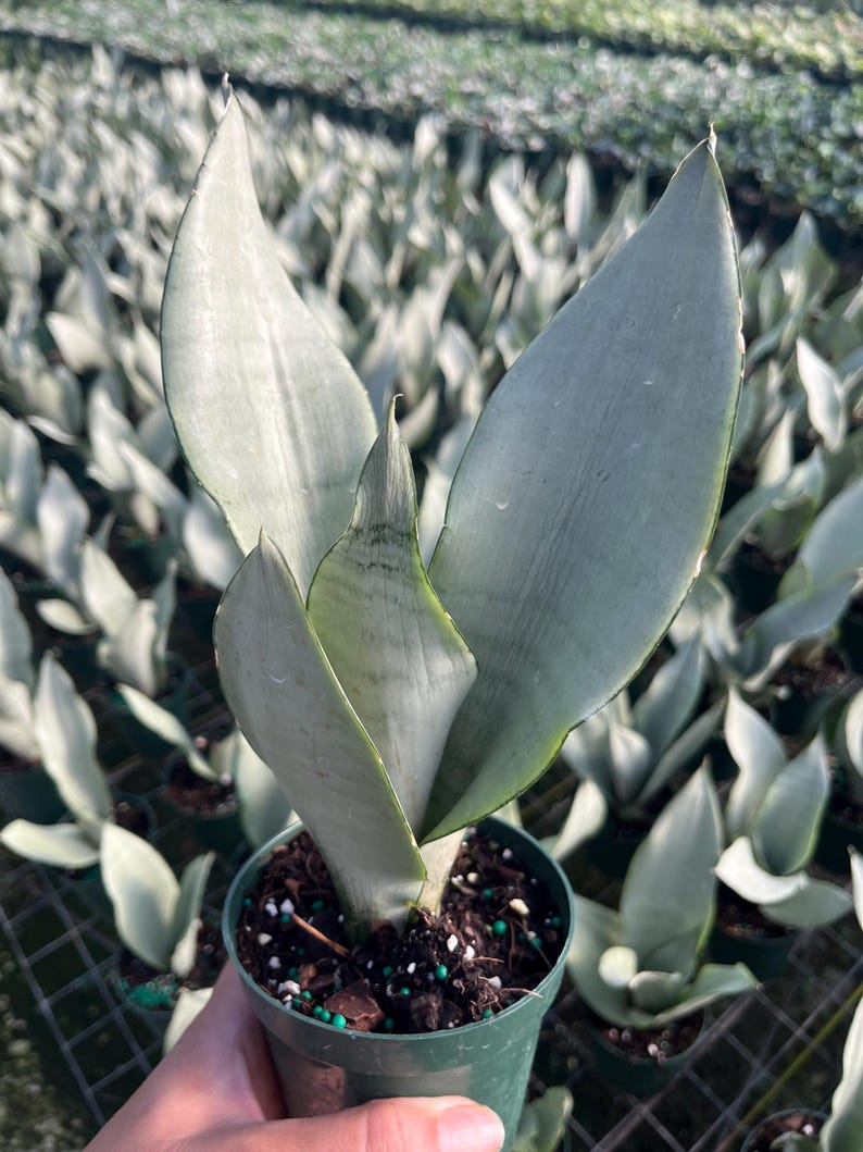 Silver Python Plant Moonshine Snake Plant LG – Sansevieria Moonshine – Rare Silvery Foliage ...