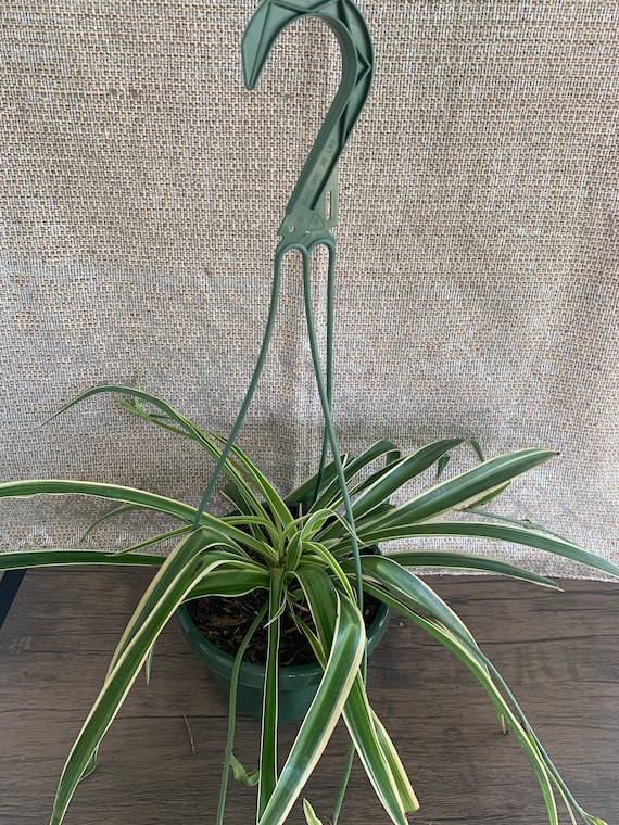 adansonii philodendron Monstera Adansonii 4