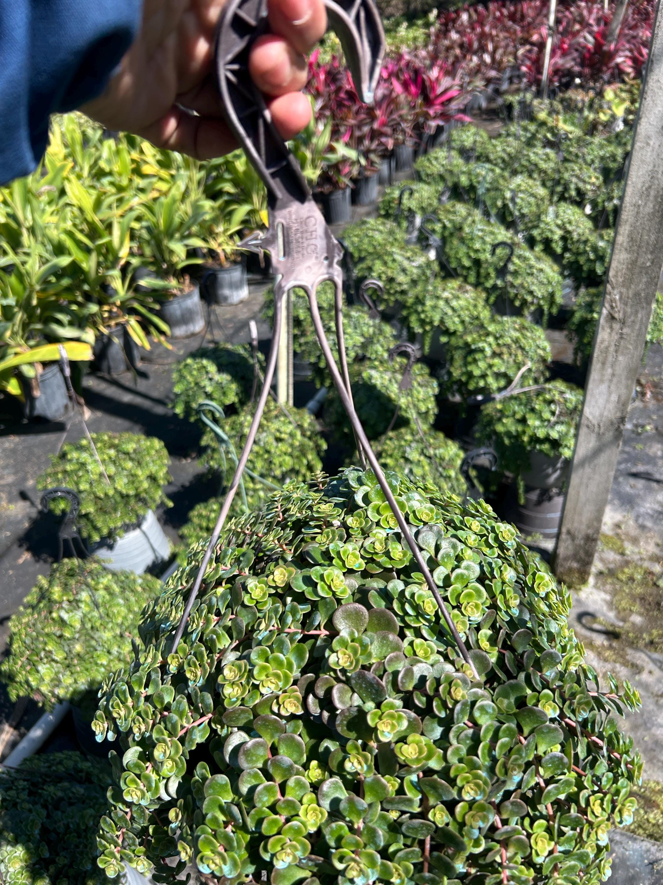plant hanger fence Hog-Wire Planter Hanger- 6.5