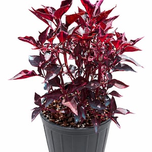 May include: A potted plant featuring vibrant, deep burgundy and dark purple pointed leaves. The plant has multiple upright stems and is housed in a simple, black plastic nursery container filled with dark potting soil and small white perlite.