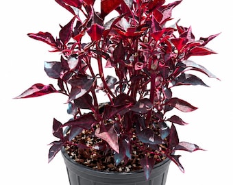 Bloodleaf Plant - Iresine Herbstii - Beefsteak - Etsy