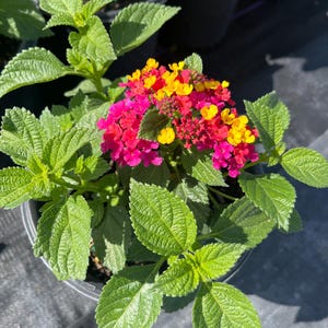 May include: A potted plant with vibrant pink, yellow, and orange flowers. The plant has green leaves and is in a black pot.