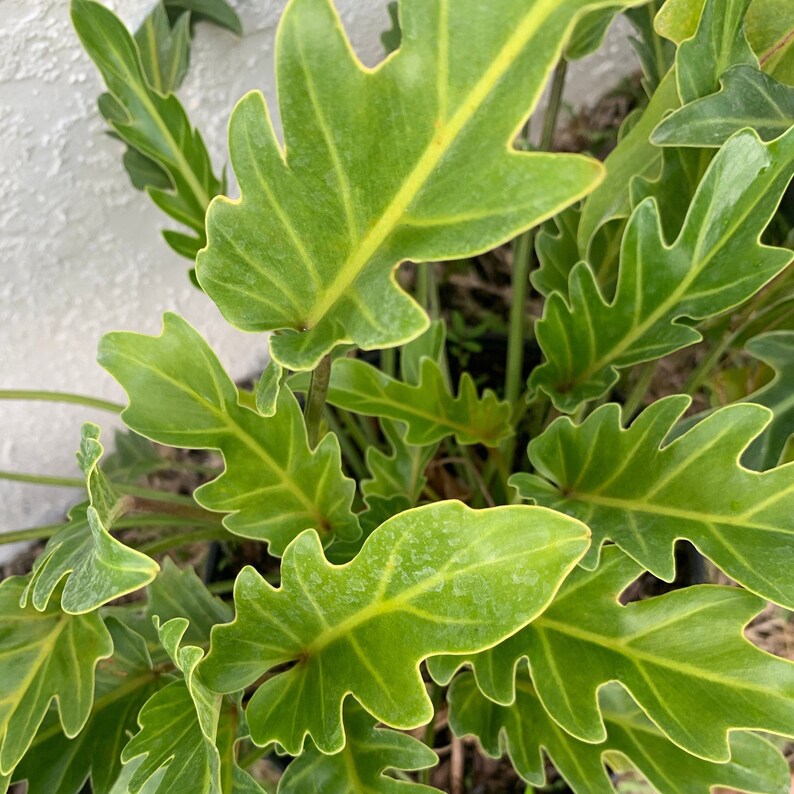 Philodendron Xanadu/ Live plant 1 gal full roots | Etsy