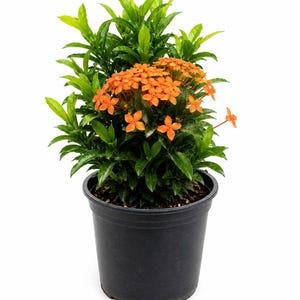 May include: A potted Ixora plant featuring clusters of vibrant orange, four-petaled flowers and glossy, dark green, lance-shaped leaves. The plant is housed in a simple, black plastic nursery container filled with dark potting soil.