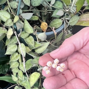 Hoya Lacunosa var. Plant 3 in pot image 1