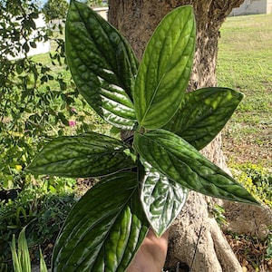 Philodendron Peru, Philodendron Galaxy, exotic houseplant collection 4in pot