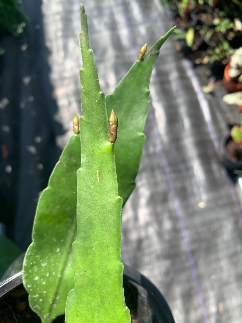 Auragiftshop Queen of the Night Cactus - Thumbnail 2