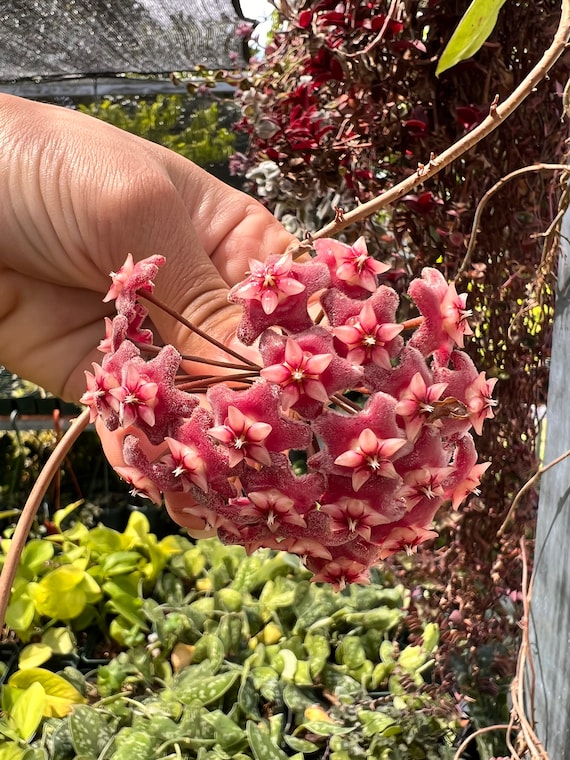 Hoya Publicalyx Splash Hanging Basket | Purple Flower Hoya Plant | Easy  Care Trailing Houseplant | Live Indoor Plant 6 Inch - Etsy