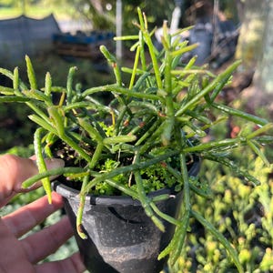 May include: A small potted plant with long, thin, green stems. The plant is in a black plastic pot.