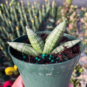 Sansevieria Cylindrica - Low Maintenance Indoor Plant in Pot