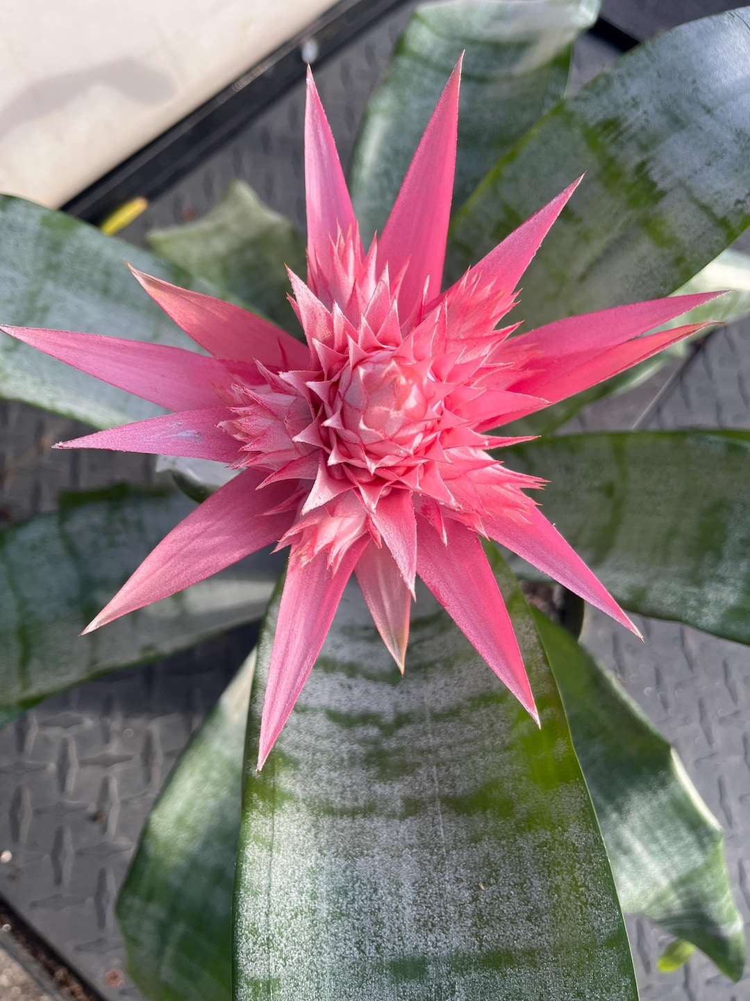 Aechmea Fasciata (silver Vase Plant / Urn Plant) Bromeliad With