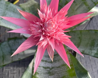 Billbergia vittata ‘Domingos Martins' Billbergia vittata cv. Domingos Martins' - Bromeliad Paradise
