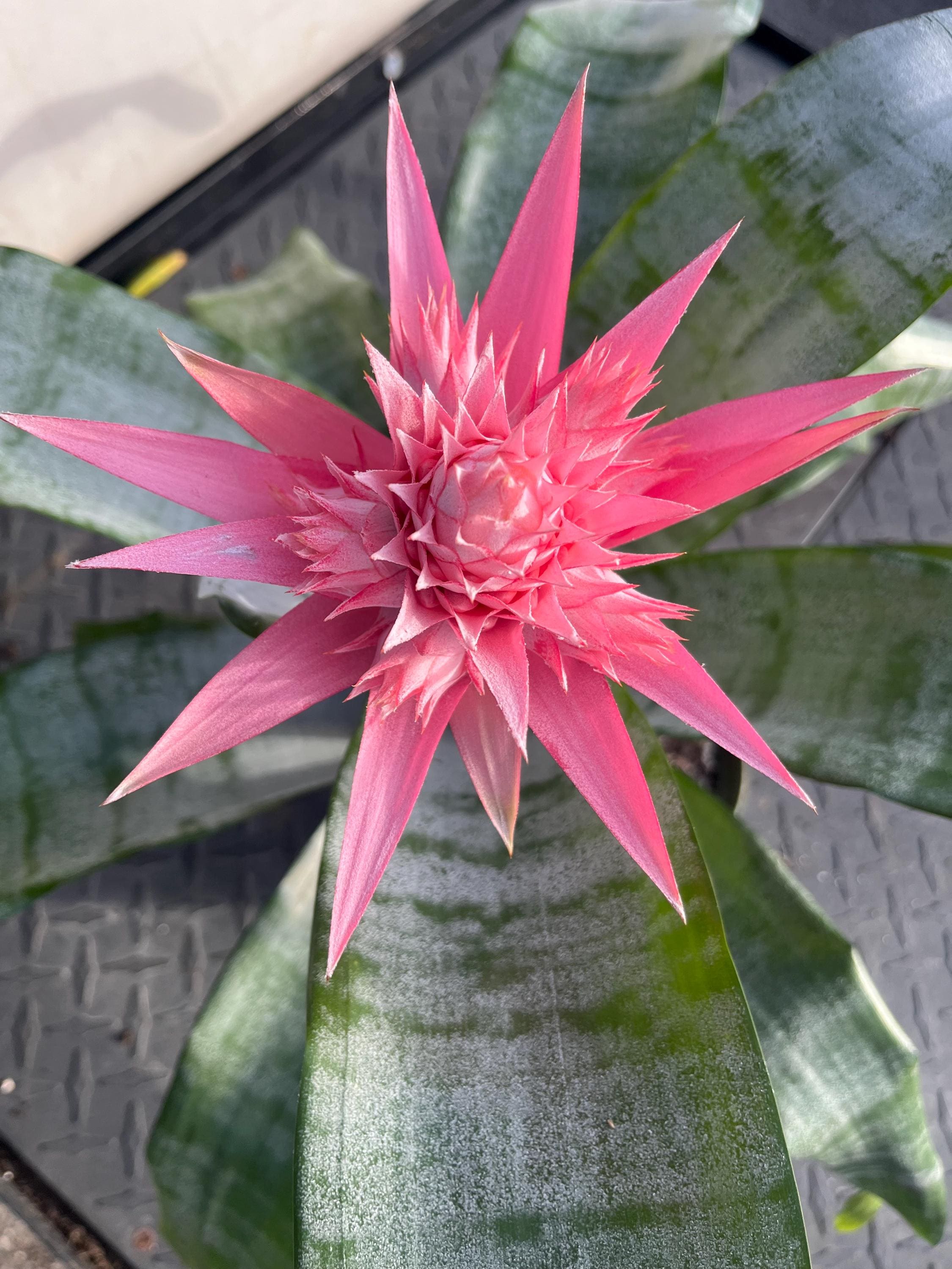 Aechmea Fasciata (silver Vase Plant / Urn Plant) Bromeliad Pink in