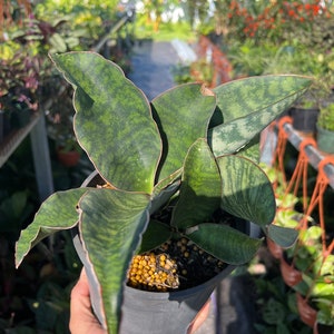 Whale’s fin Sansevieria- Dracaena masoniana, snake plant - 6 in pot Large Plant