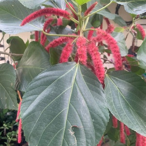 May include: Close-up of a plant with large, dark green leaves and long, fuzzy, red flower spikes. The leaves have prominent veins and a slightly textured surface. The red flowers are densely packed and hang downwards, creating a striking contrast with the green foliage.