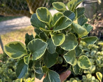 Variegated Baby Rubber Plant: Peperomia Obtusifolia, 6in Live Indoor Plant