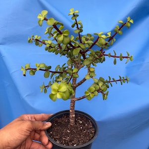 Elephant Bush (Portulacaria afra) – Dwarf Jade Plant in 6” Pot