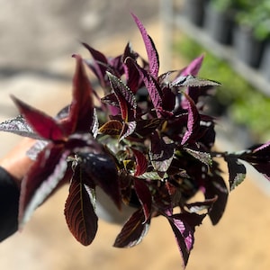 May include: Close-up of a potted plant with deep burgundy and purple leaves. The leaves have a textured surface and a prominent vein pattern. The plant is in focus, with a blurred background of other plants.