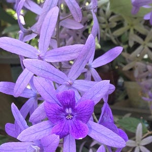 May include: Close-up of a cluster of purple flowers with five petals each. The flowers have a star-like shape and are a vibrant shade of purple. The image is well-lit, showcasing the details of the petals and the overall floral arrangement.