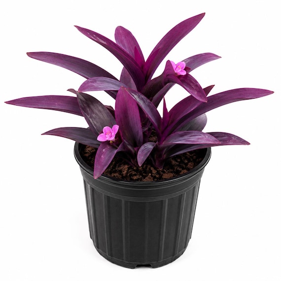 Purple Queen Tradescantia Live Plant | Tradescantia Pallida Purple