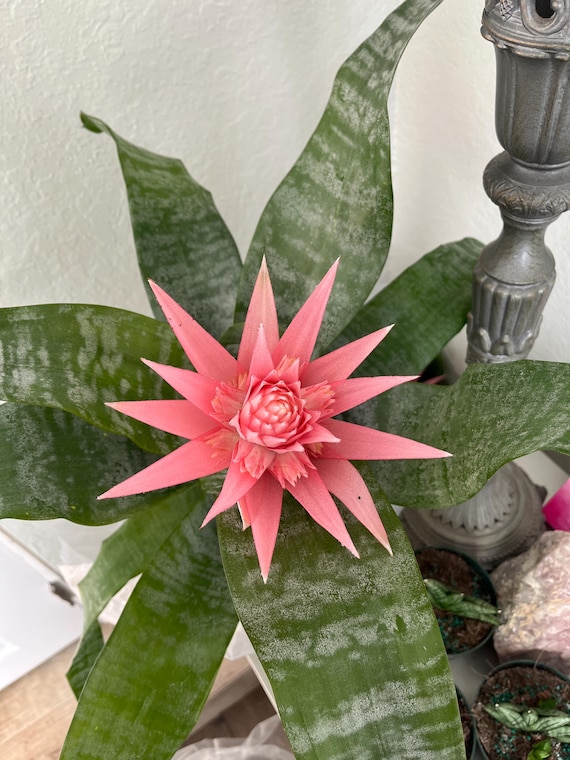 XL Aechmea Fasciata (silver Vase Plant / Urn Plant) Bromeliad Pink