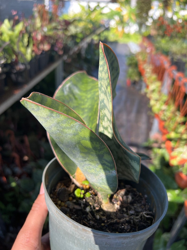 Whale Fin Sansevieria Plant - Dracaena Masoniana - Thumbnail 3
