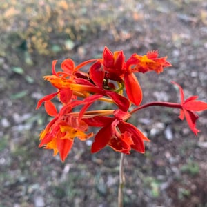 Orchid Epidendrum Radicans Fire Star Orchid-Five Star-Houseplant Gift blooming plant image 1